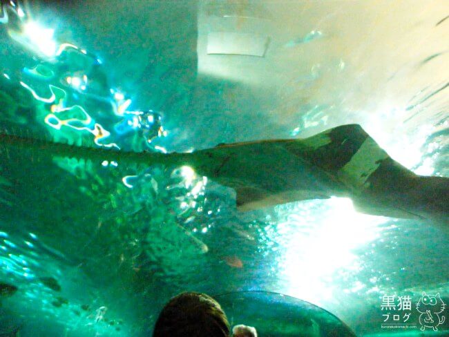 トロントの観光地のカナダリプリーズ水族館のサメ