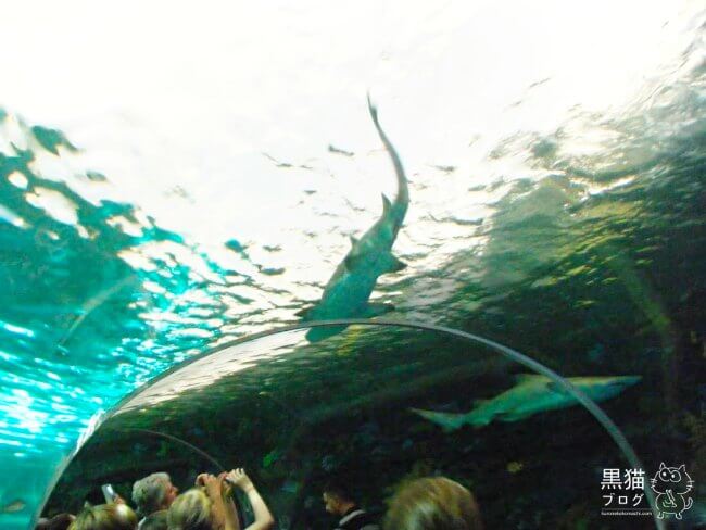 トロントの観光地のカナダリプリーズ水族館のサメ