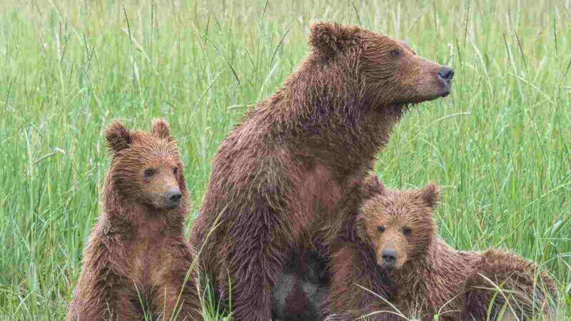 カナダといえばこの動物！カナダの有名な動物ランキングTOP10：グリズリー｜迫力満点の大型クマ