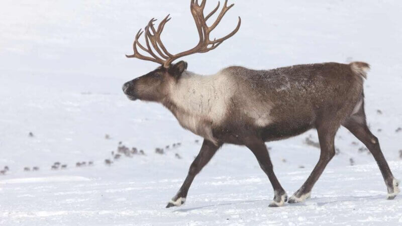 カナダといえばこの動物！カナダの有名な動物ランキングTOP10：トナカイのモデルになった動物