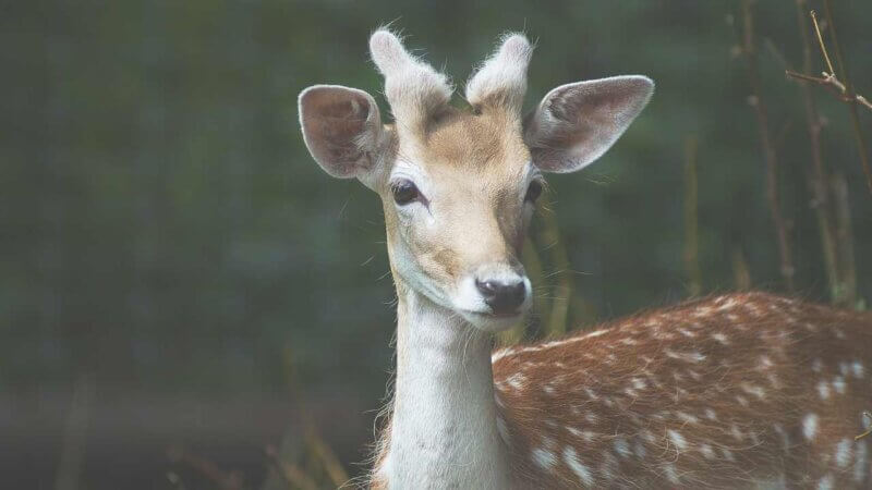 カナダの街中で見れる動物たち【1年住んでれば高確率で見れる】：シカ