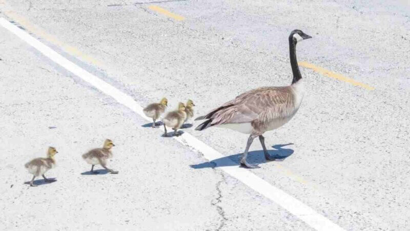 カナダといえばこの動物！カナダの有名な動物ランキングTOP10：カナダグース｜カナダ発アパレルブランド名にも使われてる