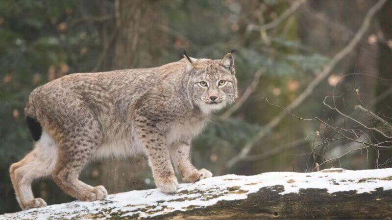 カナダといえばこの動物！カナダの有名な動物ランキングTOP10：オオヤマネコ（リンクス）｜森に潜む野生のネコ