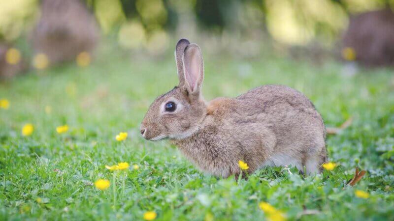 カナダの街中で見れる動物たち【1年住んでれば高確率で見れる】：ウサギ