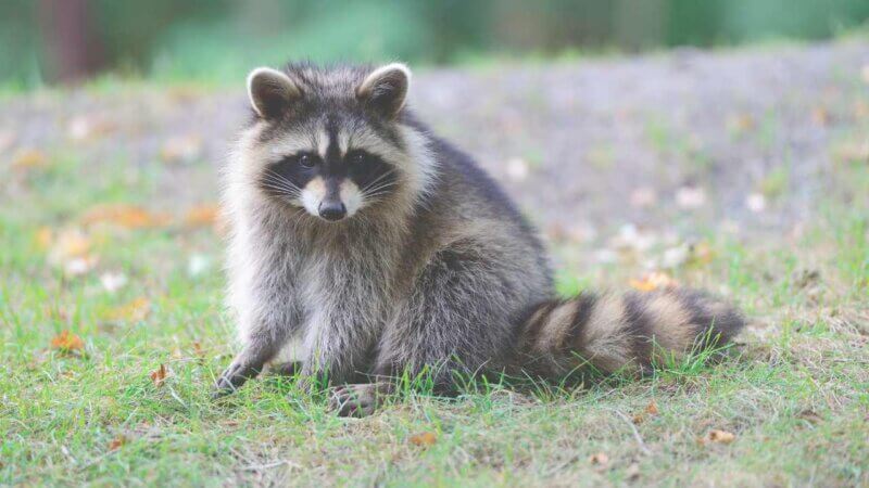 カナダの街中で見れる動物たち【1年住んでれば高確率で見れる】:アライグマ