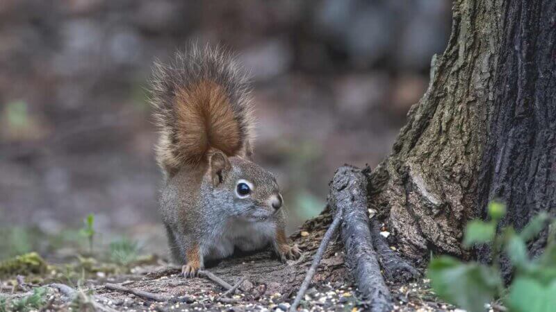 カナダの街中で見れる動物たち【1年住んでれば高確率で見れる】：リス