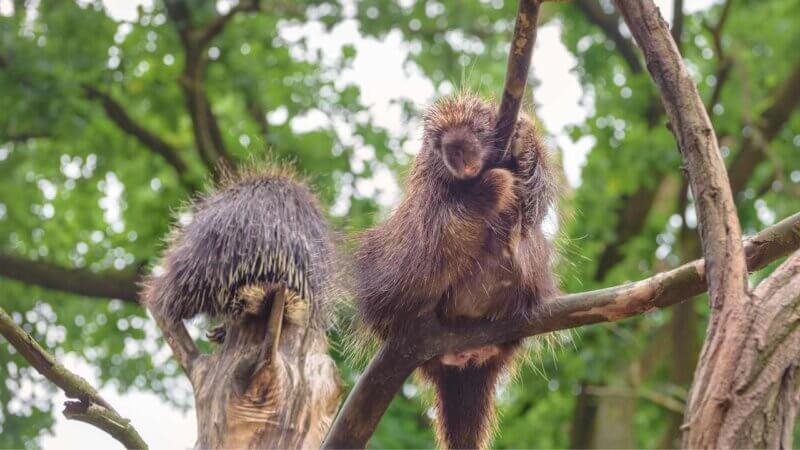 カナダといえばこの動物！カナダの有名な動物ランキングTOP10：ヤマアラシ｜意外とかわいい人気者