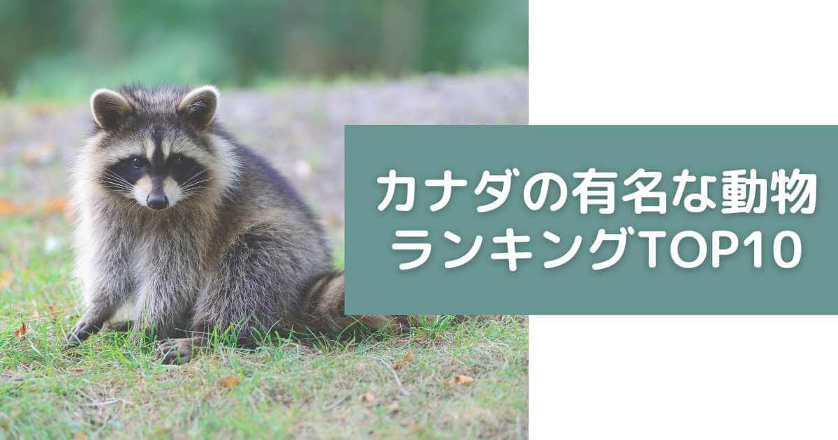 カナダの有名な動物ランキングTOP10！カナダでしかいない動物やカナダのシンボル動物など